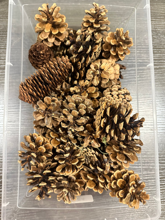 Pinecones