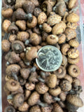 Acorns
