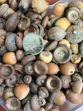 Acorns
