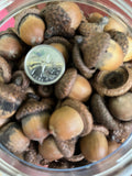 Acorns