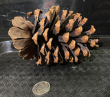 Pinecones