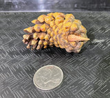 Pinecones