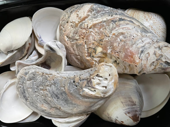 Shells- Clam