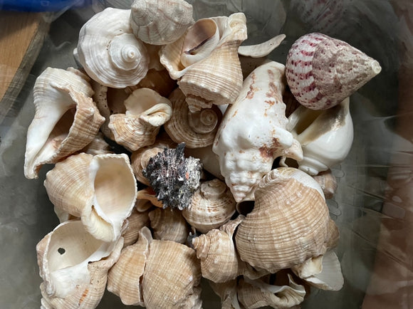 Shells - Conch