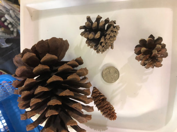 Pinecones