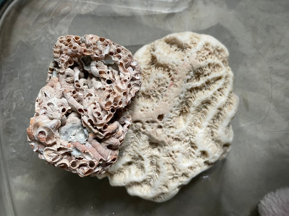 Fossils/coral