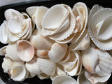 Shells - Oyster