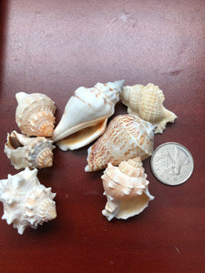 Shells - Conch