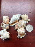 Shells - Conch