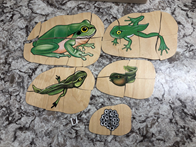 Frog Lifecycle Wooden Puzzle Set