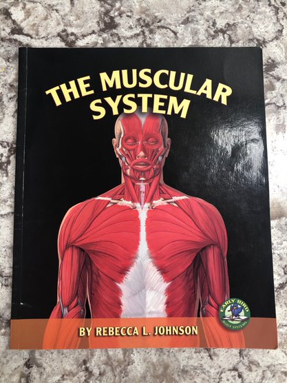 The Muscular System