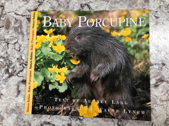 Baby Porcupine