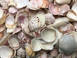 Shells - Oyster